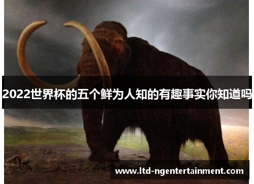 2022世界杯的五个鲜为人知的有趣事实你知道吗