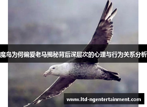 魔鸟为何偏爱老马揭秘背后深层次的心理与行为关系分析